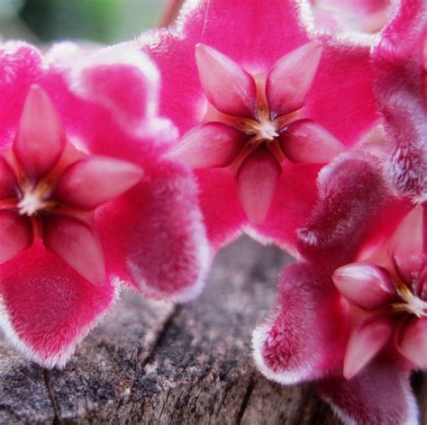 Free Images Blossom Flower Petal Red Pink Flora Close Up Macro