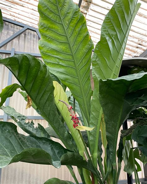 How To Care For An Anthurium Hookeri