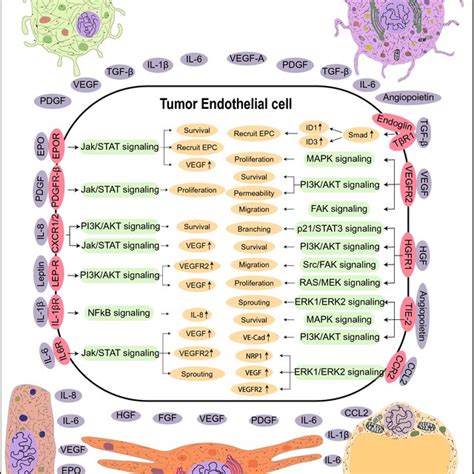 Tumor Angiogenic Regulators Differ From That Of Physiological