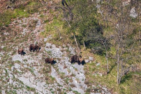 Mamma Orsa E Cuccioli Parco Nazionale Dabruzzo Confinelive