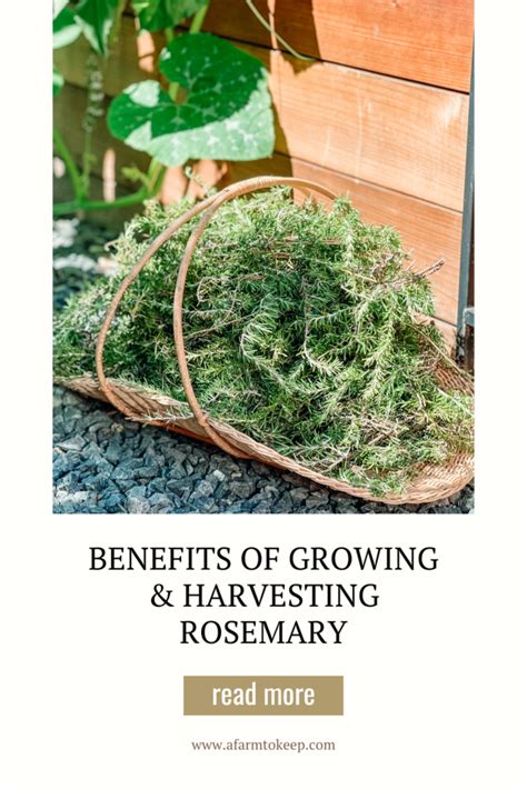 Benefits of Rosemary & How to Grow, Harvest, and Dry - A Farm to Keep