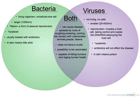 Bacteria vs Virus Venn Diagram Venn viruses difference cells ...