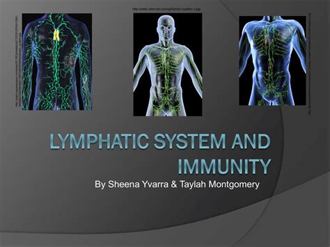 Lymphatic System and immunity