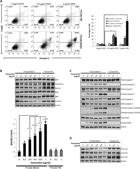 Notch3 Induction Triggers Apoptosis A Pe Annexin V7 Aad Staining Download Scientific