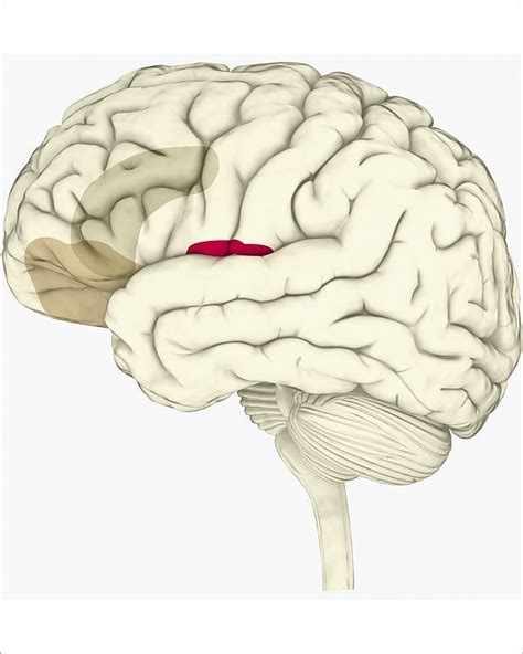 Print Of Digital Illustration Of Anterior Insular Anterior Cingulate