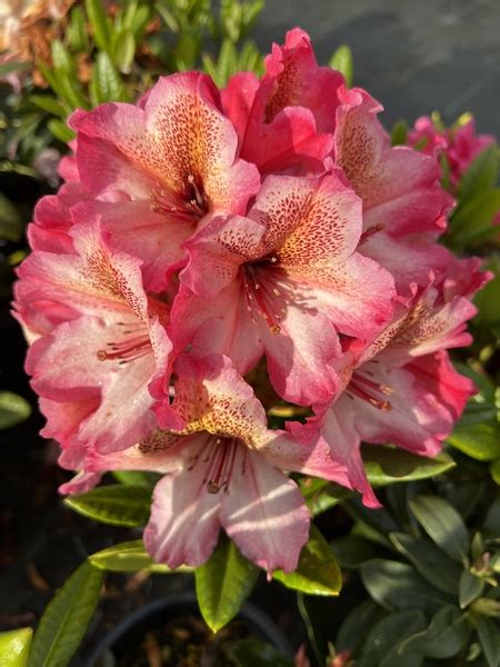 Rhododendron Scarlet Leopard Rhododendrons Hybrids Species