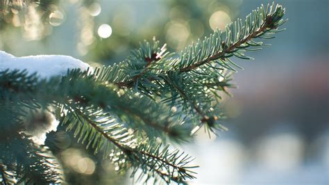 Simple Tips For Caring For Pine Trees During The Winter Months