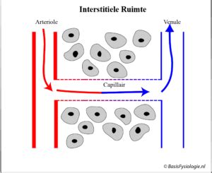 B De Capillairen Basisfysiologie Nl