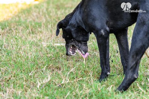 Perché il mio cane vomita schiuma bianca Cause e cosa fare