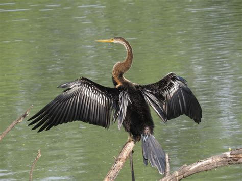 Oriental Darter Anhinga Melanogaster