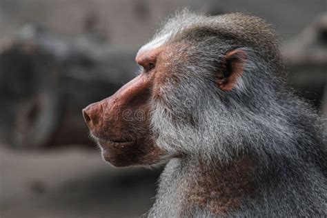 Selective Focus of a Cute Baboon Monkey in Its Habitat Stock Image ...