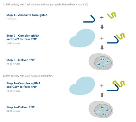 Start Genome Editing With Crispr Cas9 Idt