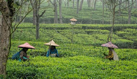 Assam Indias Tea Country Wildlife Photography India