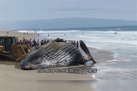 巨型座头鲸搁浅沙滩，几百人合力营救！太感人了！沙滩合力