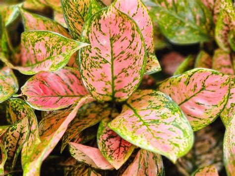 Aglaonema Hybrida Lady Valentine Wholesale Nursery Nurseries In