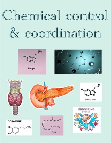 Colorful Notes Class Human Physiology Chemical Control