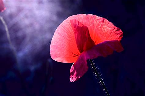 red poppy on Behance