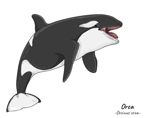 Premium Vector | Orca orcinus orca illustration