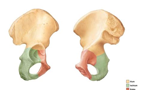 Pelvic Bone Diagram | Quizlet