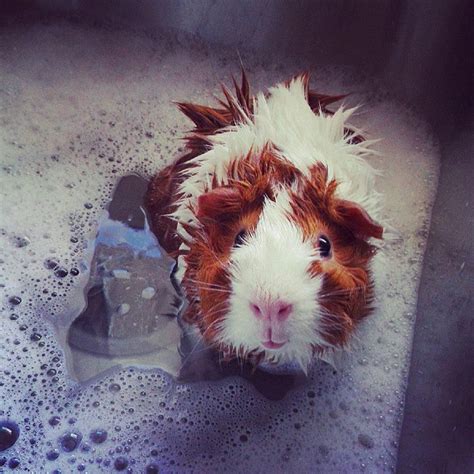 1000+ images about Guinea Pig on Pinterest