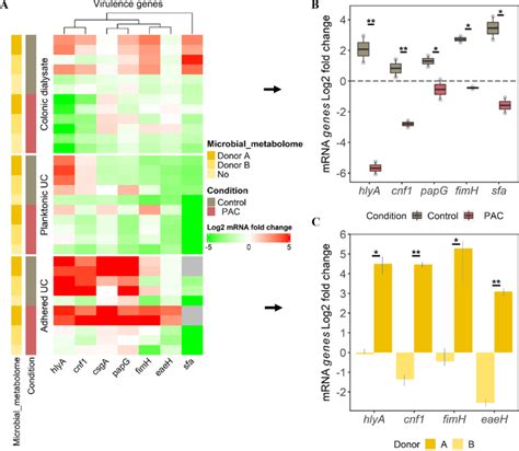 Profiling Of UPEC Main Virulence Genes Expression From The Gut