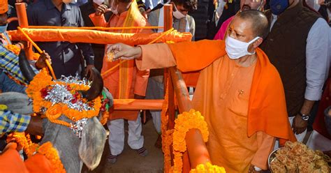 Up Cm Yogi Adityanath Worships Cows On Gopashtami