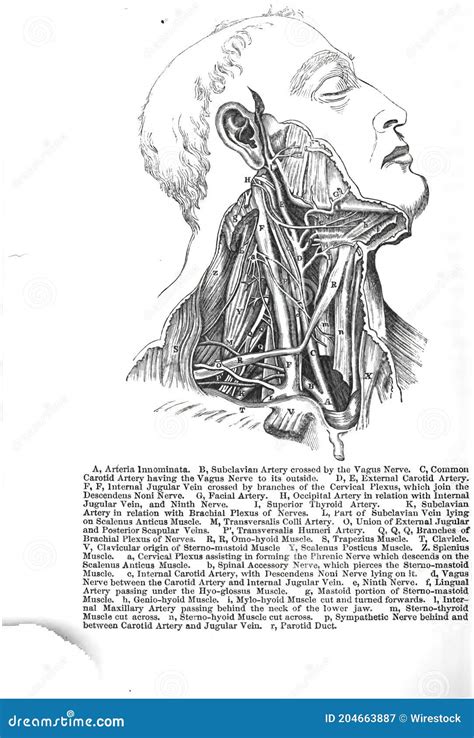 Topography Of A Human Neck Neck Muscles And Nerves Stock Image