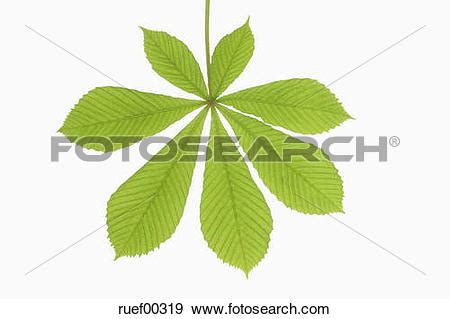 Aesculus hippocastanum clipart 20 free Cliparts | Download images on ...