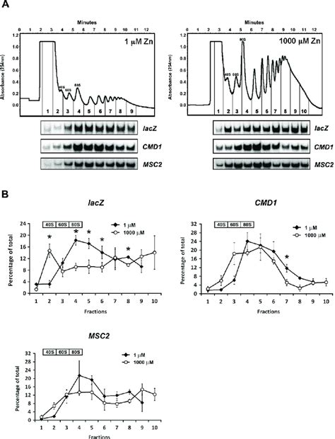 Polysome Profile Analysis Of Msc Atg Lacz Mrna A Representative