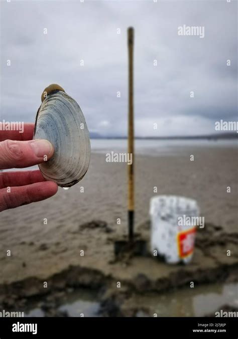 Soft shell clam harvesting on the east coast of Canada Stock Photo - Alamy