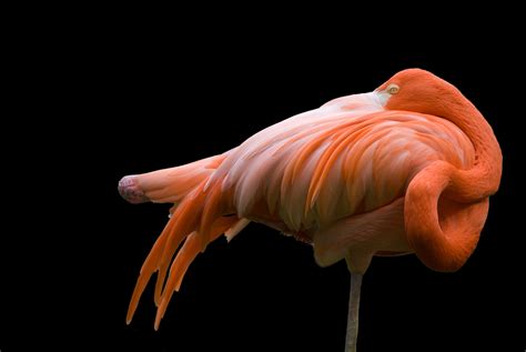 Ask Smithsonian: Why Do Flamingos Stand on One Leg? | At the