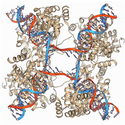 Dna Holliday Junction Complex Photograph By Laguna Design Science Photo