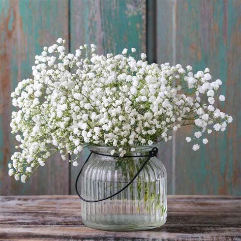 Fátyolvirág Gypsophila fajtái gondozása Kerti útmutató