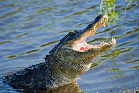 Alligator Mouth Open Stock Photos, Pictures & Royalty-Free Images - iStock