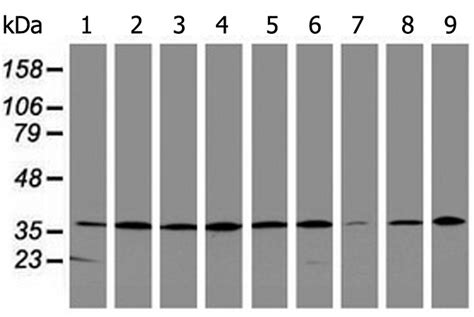 Apex Anti Apex Mouse Monoclonal Antibody