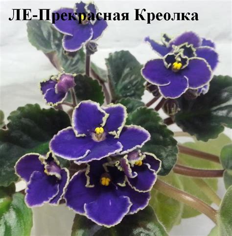 Фиалка ЛЕ-Прекрасная Креолка синяя Лебецкая