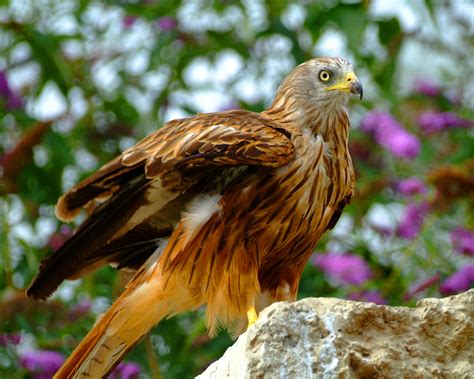 Black Kite bird - Parc des oiseaux