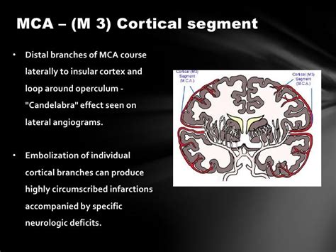 Anterior Cerebral Circulation