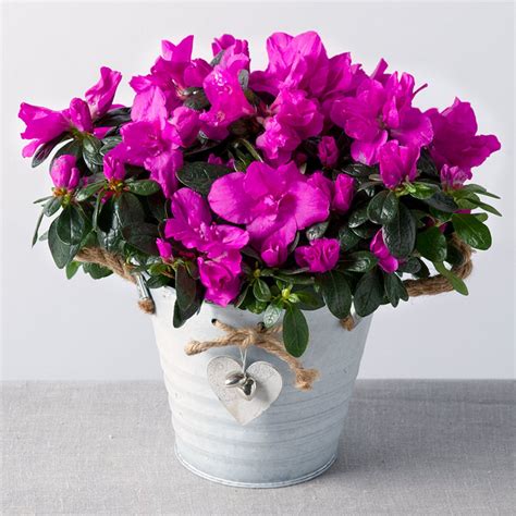 Самые красивые комнатные (65 фото) - красивые картинки и HD фото