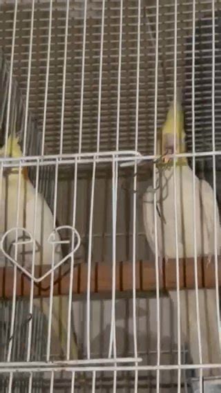 Adult Lutino Cockatiel Pair With Cage Box In Dubai For Sale Camlist Uae