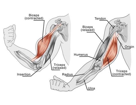 Plan Treningowy Na Biceps Zasady Techniki Tygodniowy Plan Na