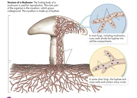 Biology Ch 21 Mushroom Diagram Diagram Quizlet