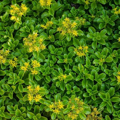 Spring Hill Nurseries 3 in. Pot Golden Creeping Sedum Live Perennial ...