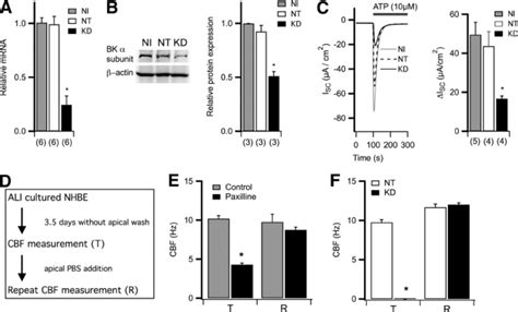 Kcnma Knockdown Decreases Atp Induced Apical K Movement And Causes