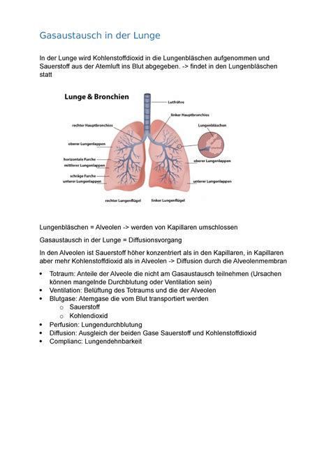 Gasaustausch Der Lunge 10