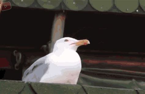 Seagull Meme Seagull GIF - Seagull Meme Seagull Gaivota - Discover ...