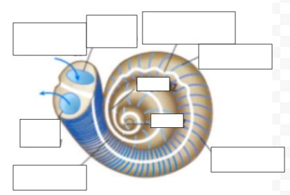 cochlea diagram Diagram | Quizlet