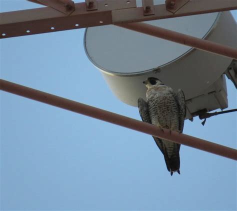 Foto Falc O Peregrino Falco Peregrinus Por Jo O Paulo Zanon Wiki