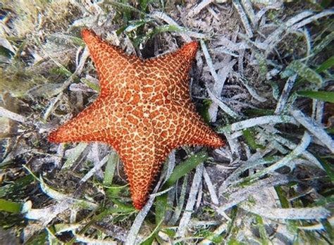 kuna yala check list inaturalist canada