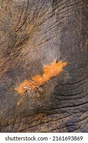 Close African Elephants Skin Texture Stock Photo 2161693869 Shutterstock